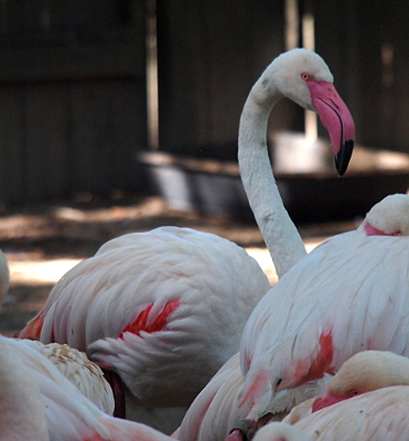 [These birds are mostly white with pink bills and legs and a few orange feathers and black feathers on their hind ends. This image is a close view of one on the edge of a group of birds.]